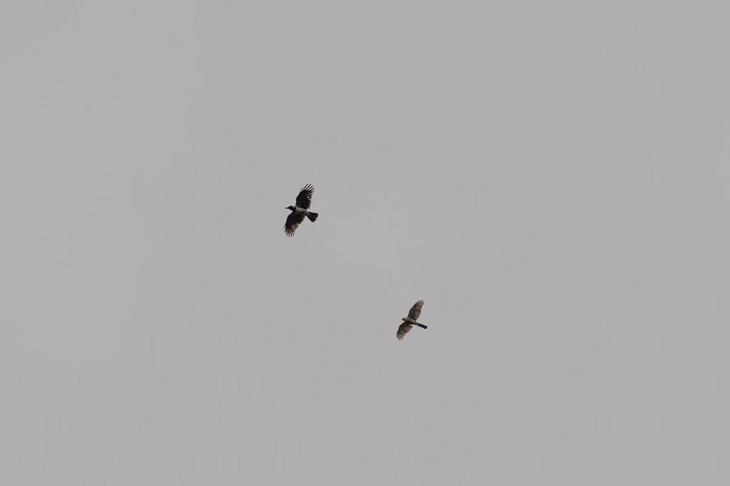 ID Rapace: Sparviere ?  S !